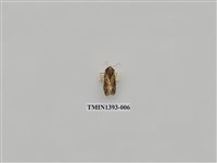 藏品(夜蛾科)的圖片